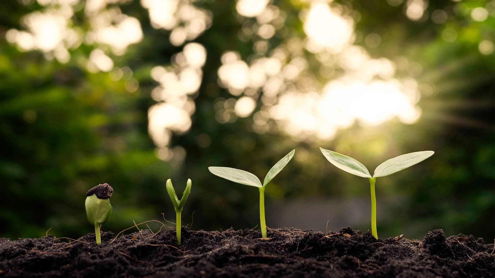 Top Strategies for Integrating Sustainable Business Practices in Indonesia Corporate Culture